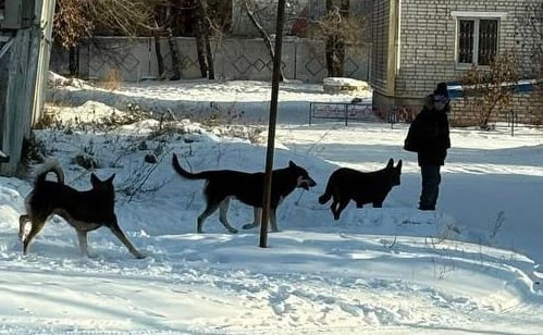 30 безнадзорных собак отловили в Белогорске с начала года 