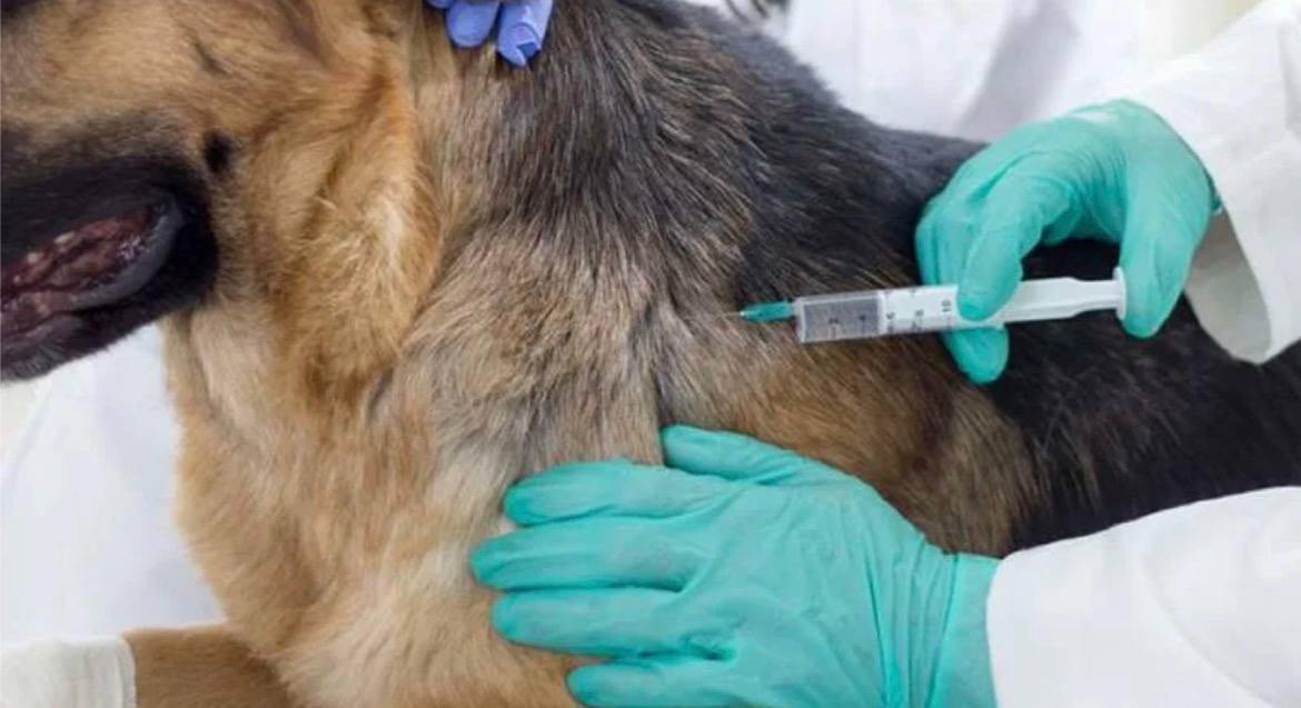 В Белогорске ветеринарные бригады вновь проводят массовую вакцинацию собак и кошек